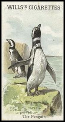 00WA Penguin.jpg